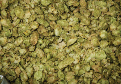 The Best Way to Use Whirlpool Hops in Homebrew