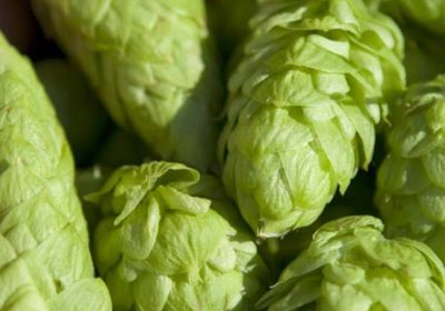 How to Grow Hops At Home