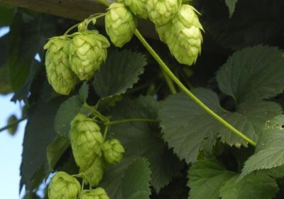 How to Harvest, Prepare and Store Homegrown Hops