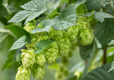 Hop Guide