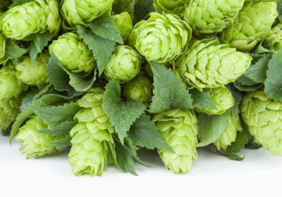 The Aromas of Tropical Hops