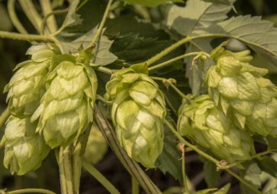 Ask the Experts: Brewing with Fresh Hops